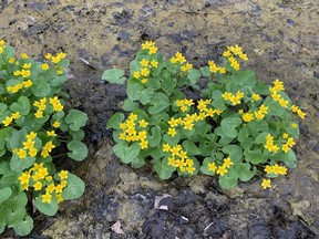 BEAUTY AND THE BEAST: Marvelous to discover nature's bounty of marsh marigolds springing up from murky swamp water in Coldstream Conservation area.