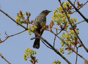 BLENDING IN: A female red-winged blackbird shares the golden-hour stage with budding maple leaves.