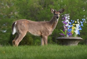 Enchanting to exchange glances with a white-tailed deer on pause after sniffing artificial flowers at Woodland Cemetery.