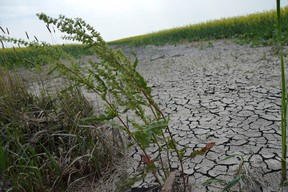 Extremely dry and cracked soil can be seen in a canola field near Ile des Chenes, south of Winnipeg, in this photo taken in July 2021. Drought conditions plagued Manitoba farmers for much of last year’s growing season.