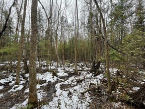 Media Release_Township of South Glengarry to Donate 115 Acres of Forests to RRCA