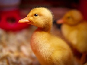 A Pekin duckling (Getty Images)