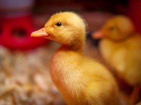 A Pekin duckling (Getty Images)