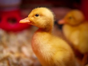 A Pekin duckling (Getty Images)