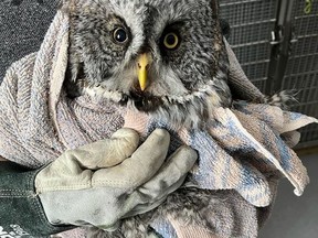 An AIWC volunteer holds a recently-admitted owl at the wildlife conservation centre. Folks can buy raffle tickets for a chance to win a two-way flight for two to any WestJet destination throughout April in support of AIWC. Photo courtesy of AIWC.