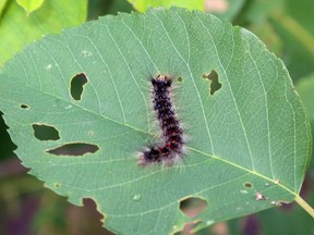 Hastings County politicians' frustration with the lack of provincial and federal action to address damage from LDD moth larvae, above, continues to grow.