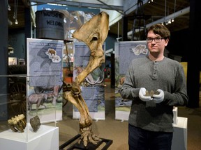 Delhi high school co-op student Sam Welsh holds the fossilized teeth of a mastodon that called the area home 100,000 years ago. Welsh has a keen interest in prehistory and spent his co-op placement at Waterford Heritage and Agricultural Museum designing an exhibit commemorating "Norfolk's Ice Age Giant."