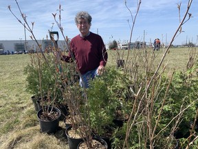 Jim McCracken, a landscape architect, was one of many people to participate in a community tree planting on Savannah Oaks Drive in Brantford's northwest industrial area on Sunday. VINCENT BALL