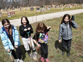 Dresden Area Central School 2nd graders, Averi, Georgia, Lexi and Zoey, worked together to plant trees at the Dresden Cemetery on April 7, 2022.