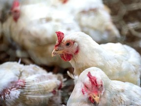 Four more bird flu outbreaks were reported by the federal government on April 7, including one at a farm in Chatham-Kent. Getty Images/Stock Photo