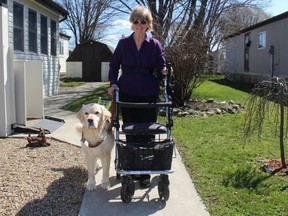 Tuesday, April 19, will mark 50 years Mickey Puddicomb has had a leader dog. The Chatham woman has confirmed with the Leader Dog School for the Blind in Rochester Hills, Michigan, she is the only Canadian to have 50 continuous years as a graduate of the school she first attended in 1972. Puddicomb is seen here with her seventh leader dog named Ace. (Ellwood Shreve/Chatham Daily News)
