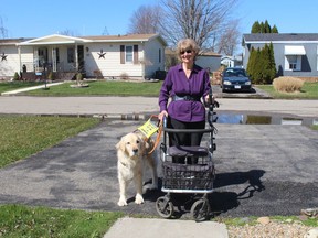 Tuesday, April 19, will mark 50 years Mickey Puddicomb has had a leader dog. The Chatham woman has confirmed with the Leader Dog School for the Blind in Rochester Hills, Michigan, she is the only Canadian to have 50 continuous years as a graduate of the school she first attended in 1972. Puddicomb is seen here with her seventh leader dog named Ace. PHOTO Ellwood Shreve/Chatham Daily News
