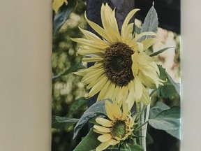 A photo of a sunflower, part of the project that the Maxville Manor Foundation undertook to beautify the long-term care home.Handout/Cornwall Standard-Freeholder/Postmedia Network