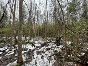 A variety of tree species are seen at the Lancaster Heights forest site in South Glengarry.Handout/Cornwall Standard-Freeholder/Postmedia Network