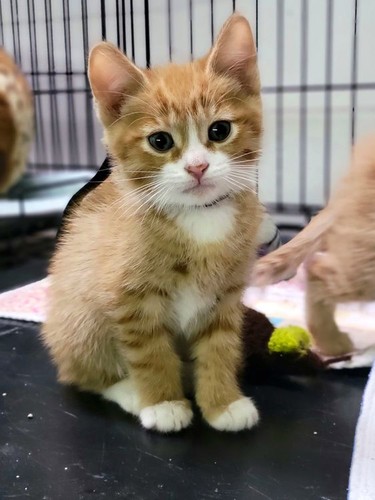 MEET DEWEY! Male/Neutered d.o.b. Jan 2022 We are still learning about Dewey and his siblings personalities, but so far he is an active, playful kitten! He is still trying to figure out cuddling with people, but he is a sweetheart. Hanna SPCA photo