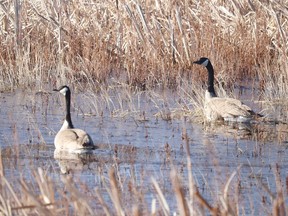 The Canadian Geese are back, and with signs of spring abound as the mating pairs begin to settle into the process of bringing new life into the world. Jackie Irwin/Postmedia