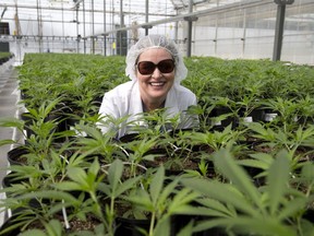 Eve and Co. chief executive Melinda Rombouts inside the company's greenhouse in Strathroy. (Free Press files)