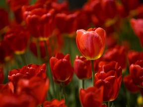 Colourful tulips symbolize new life and warmth and are a wonderful way to brighten anyone's day, gardening columnist Denise Hodgins says. (Derek Ruttan, The London Free Press)