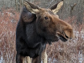 Photo by HALI CYR
Hilkka, as folks in the Beaver Lake area call her, has paid visits to many yards over the winter but is now being taken in by the Aspen Valley Wildlife Sanctuary in Rosseau.
