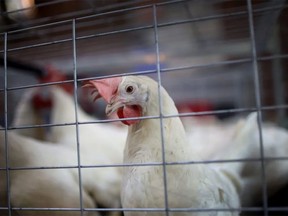 Avian influenza has been confirmed in a commercial poultry flock in Manitoba. (file photo)