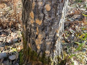 A photo showing spongy moth egg masses at the Sperberg forest tract in the fall of 2021. County of Renfrew photo