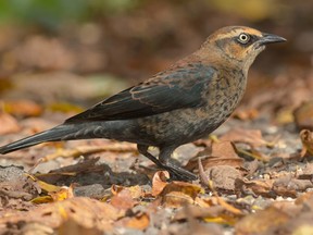A Rusty Blackbird standing on a leaf strewn path. PaulReevesPhotography / Getty Images