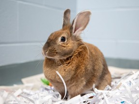 Local animal-welfare officials say they've been overwhelmed with the number of stray and surrendered pet rabbits who've come into their care in recent weeks.