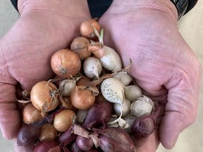 Red, yellow and white onion sets ready for planting. John DeGroot photo