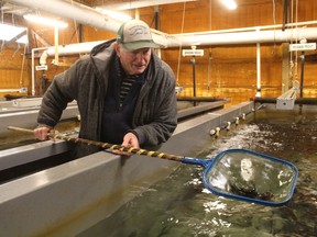 Jake Van Rooyen, with the Bluewater Anglers, checks on brown trout in a tank at the club's hatchery. The young fish are expected to be released in the coming weeks. They are among about 80,000 brown trout, rainbow trout and salmon being raised at the hatchery located in Point Edward's Waterfront Park.