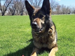 Lambton OPP's canine dog Blitz celebrated his 11th birthday Thursday, police said in a tweet. (Twitter)