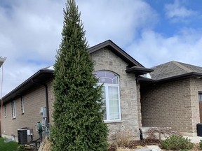 A Cupressina spruce in one of Sarnia's residential areas. John DeGroot photo