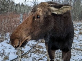 Hilkka the moose makes herself at home on a rural property in the Beaver Lake area.