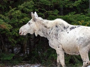 A ghostly moose haunts a roadside in the Foleyet-Timmins area.