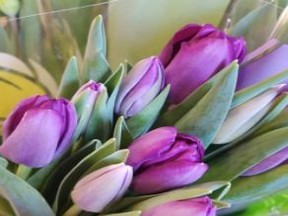The Sudbury Women's Centre has launched a campaign selling $15 tulip bouquets for Mother's Day from Freskiw Farms.