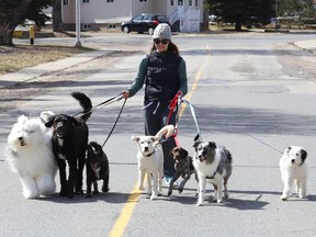 Merry Mitchell has her hands full while walking a group of dogs in Copper Cliff, Ont. on Wednesday April 27, 2022. John Lappa/Sudbury Star/Postmedia Network