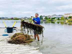 Bernd Wittke demonstrates proper use of the massive rake. He uses that rake, as well as a scythe-like tool, to manage the milfoil in front of his property.
