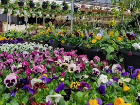 Sipkens Nurseries is holding a formal opening of its newly-expanded garden centre on April 30.  Handout/Sarnia This Week