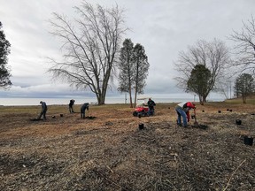 The Lower Thames Valley Conservation Authority and the Port Glasgow Yacht Club planted 30 serviceberry shrubs along the south side of Sixteenmile Creek on April 9. A buffer along the edge of the creek was also seeded into native grasses and flowers to assist with bank stabilization and increase pollinator habitat.