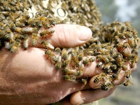 Beekeepers across Ontario are experiencing colony losses not seen for a long time, says Bernie Wiehle of West Elgin, who is president of the Ontario Beekeepers' Association. Handout