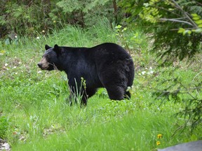 A black bear