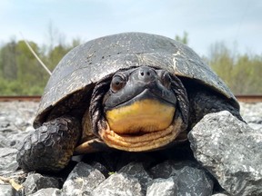 a Blanding's turtle gets some sun on some rocks
