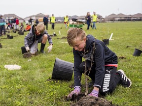Students from the Belleville Christian School help Quinte Conservation plant 1,500 trees alongside a watercourse at Clarence Bird Park Tuesday in Belleville, Ontario. ALEX FILIPE