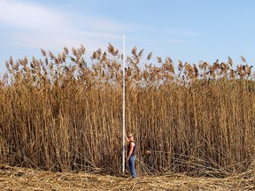 Invasive phragmites tower over a researcher as she measures their height. Submitted.