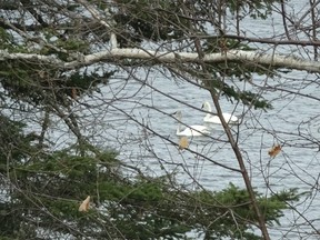 Paula Eyler took this photo of trumpeter swans, our largest water fowl species, on May 4, 2019. This year they were first seen at Mink Bay Rapids in late April.