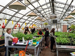 Students in Stratford District Secondary School's green industries class prepare the plants they've grown this semester for the school's fifth annual Plant Sale this Saturday from 9 a.m. to noon. Galen Simmons/The Beacon Herald/Postmedia Network