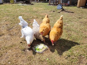 Laurie Smith, the City of Leduc’s lone participant in its backyard chickens program, has four hens, which lay an egg each a day. (Dillon Giancola)