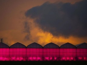 Greenhouses illuminate the evening sky over Highway 3 north of Leamington on Oct. 27, 2020. PHOTO BY DAX MELMER /Windsor Star