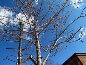 A tree at the corner Queen Street East and Pilgrim Street shows buds Friday afternoon and will, soon enough, provide a leafy canopy.  JEFFREY OUGLER