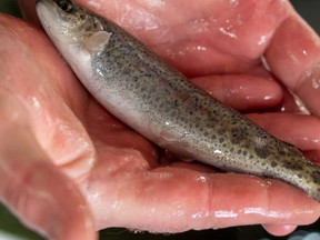 A fin clipped yearling rainbow trout is returned to the holding tank at the Bruce Peninsula Sportsmen’s Association hatchery in Wiarton. Fin clipping is used to identify fish raised in a hatchery and does not harm the animals. Matt Bacon