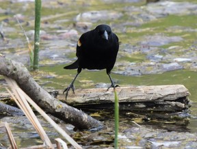 A red-winged blackbird leans in for a closer look.